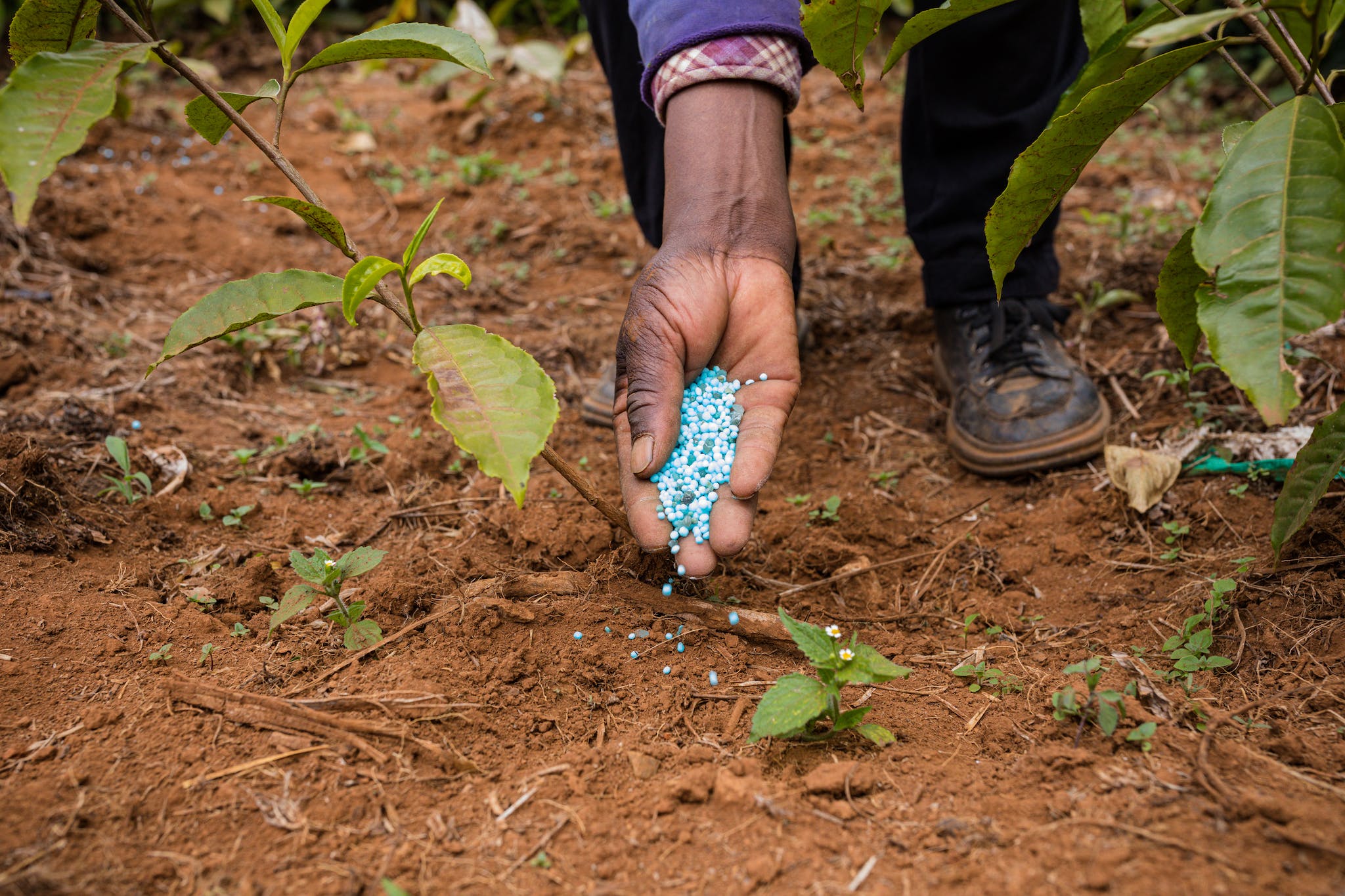 Are Compost And Fertilizer The Same Thing?