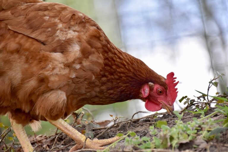 How Molting Affects Your Hen’s Egg Production