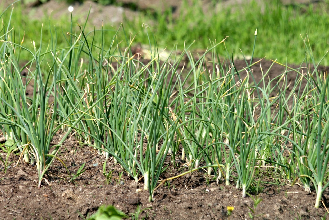 What Compost Is Best For Garlic?