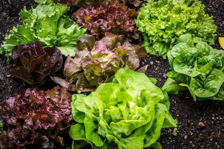 What Compost Is Best For Vegetable Gardens